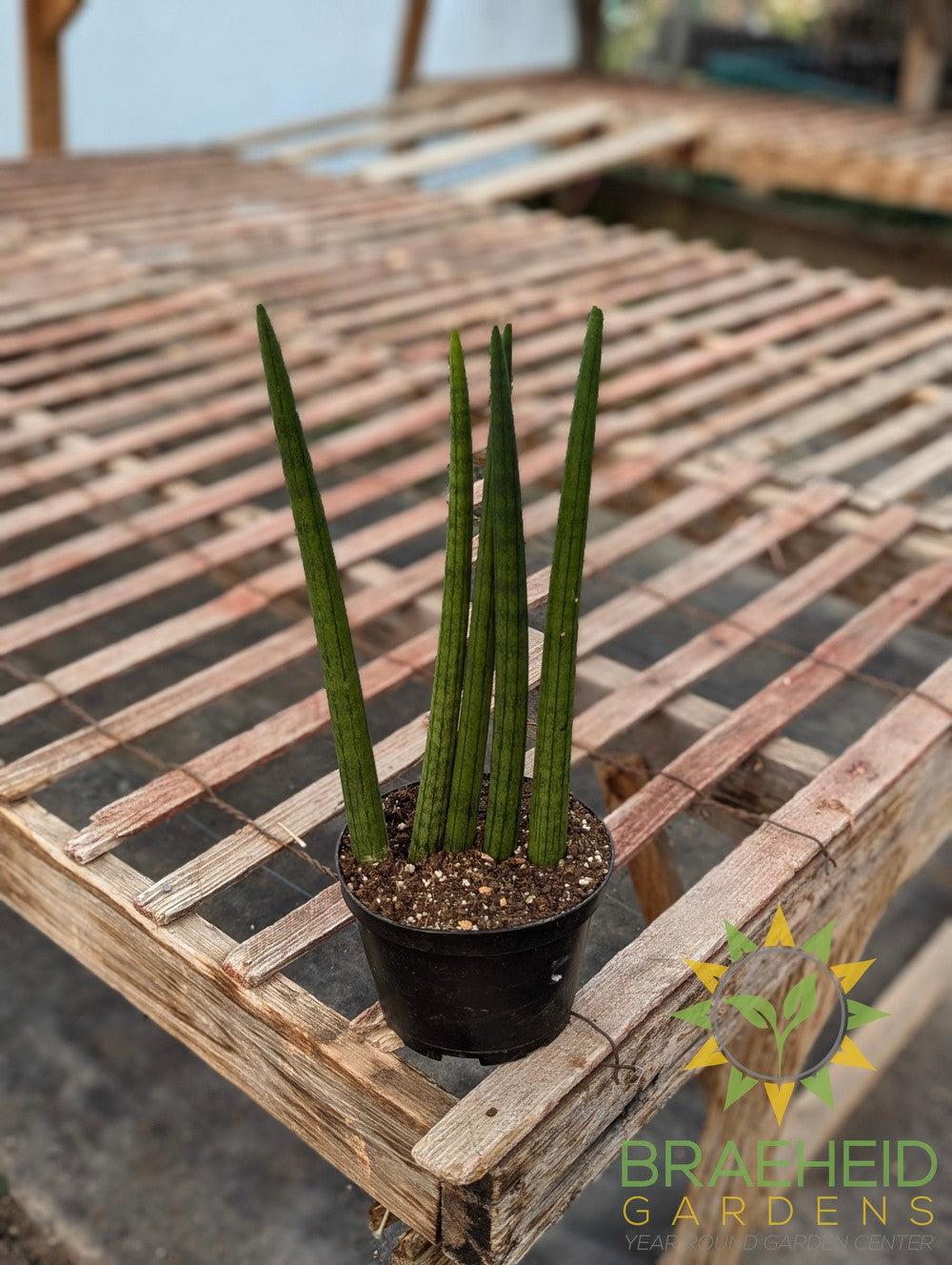 Sansevieria Cylindrica