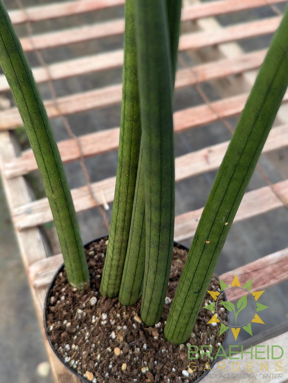 Sansevieria Cylindrica