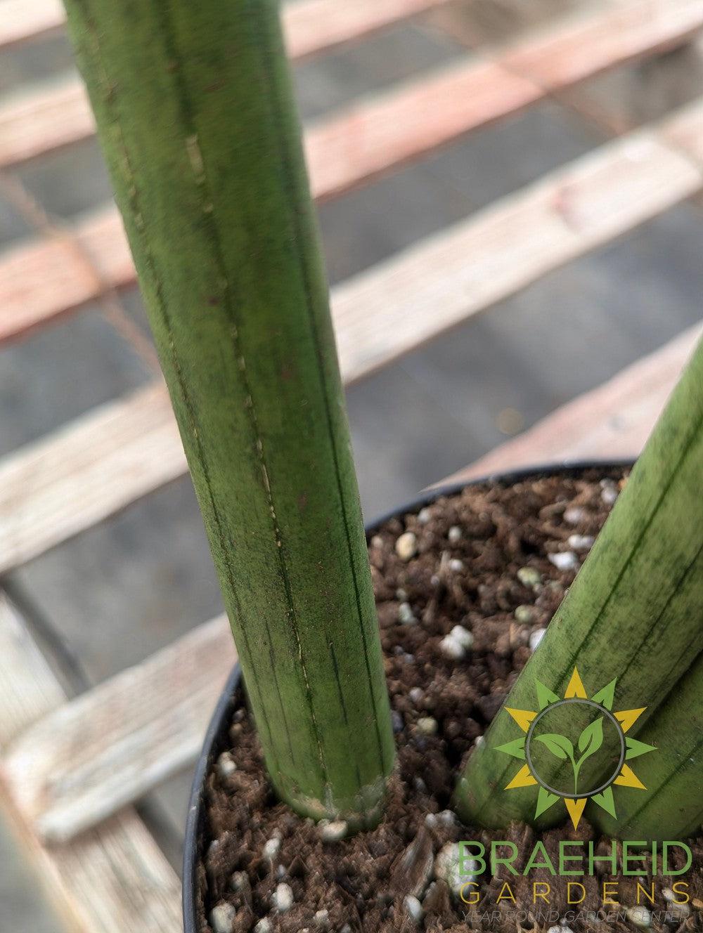 Sansevieria Cylindrica