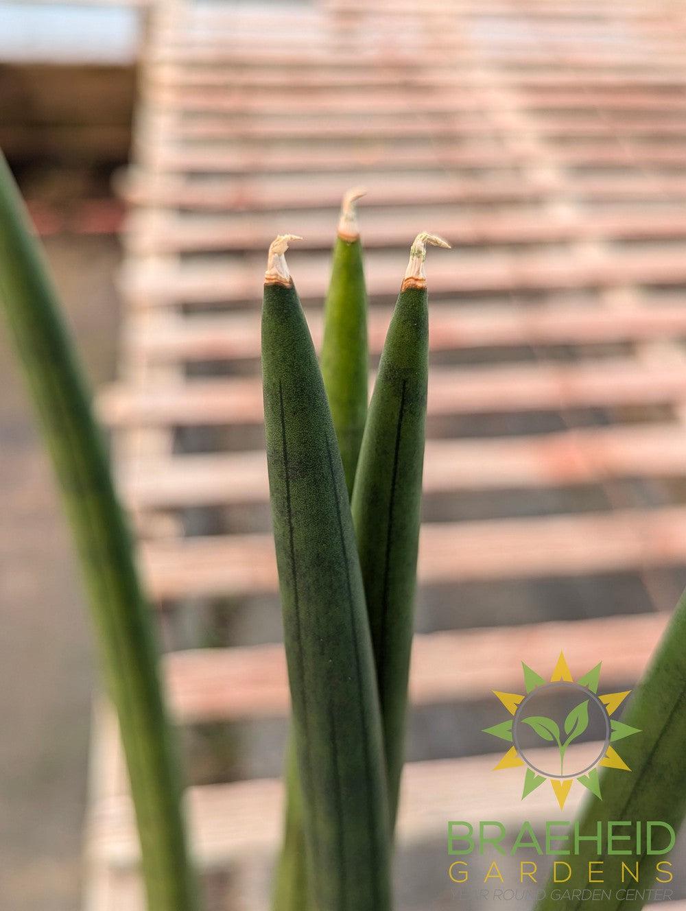 Sansevieria Cylindrica