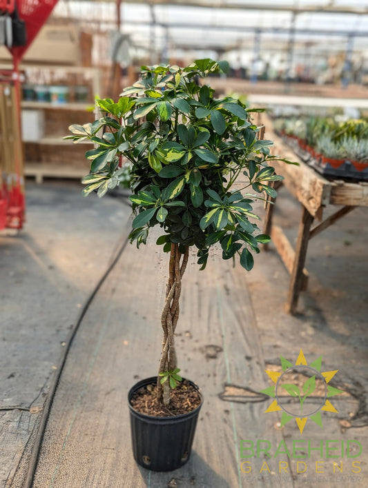 Large Schefflera Gold Capella Braided