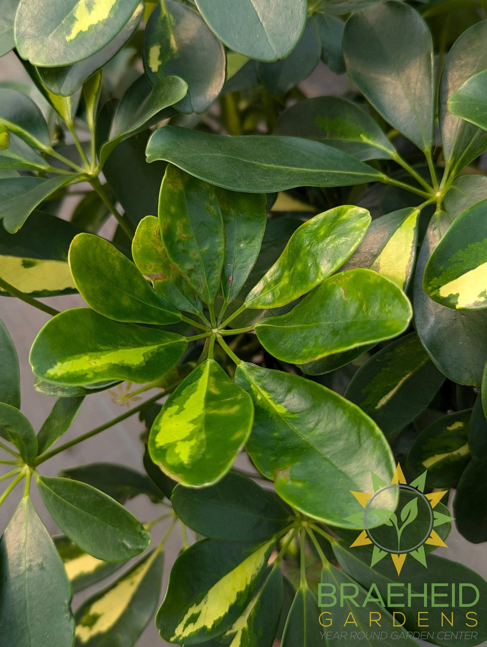 Large Schefflera Gold Capella Braided