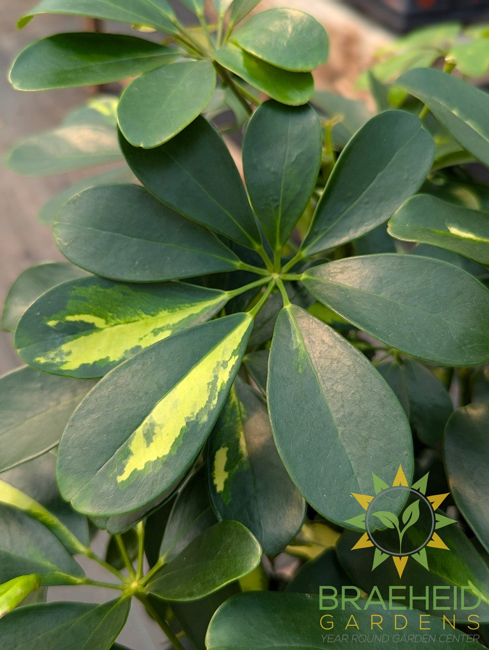 Large Schefflera Gold Capella Braided