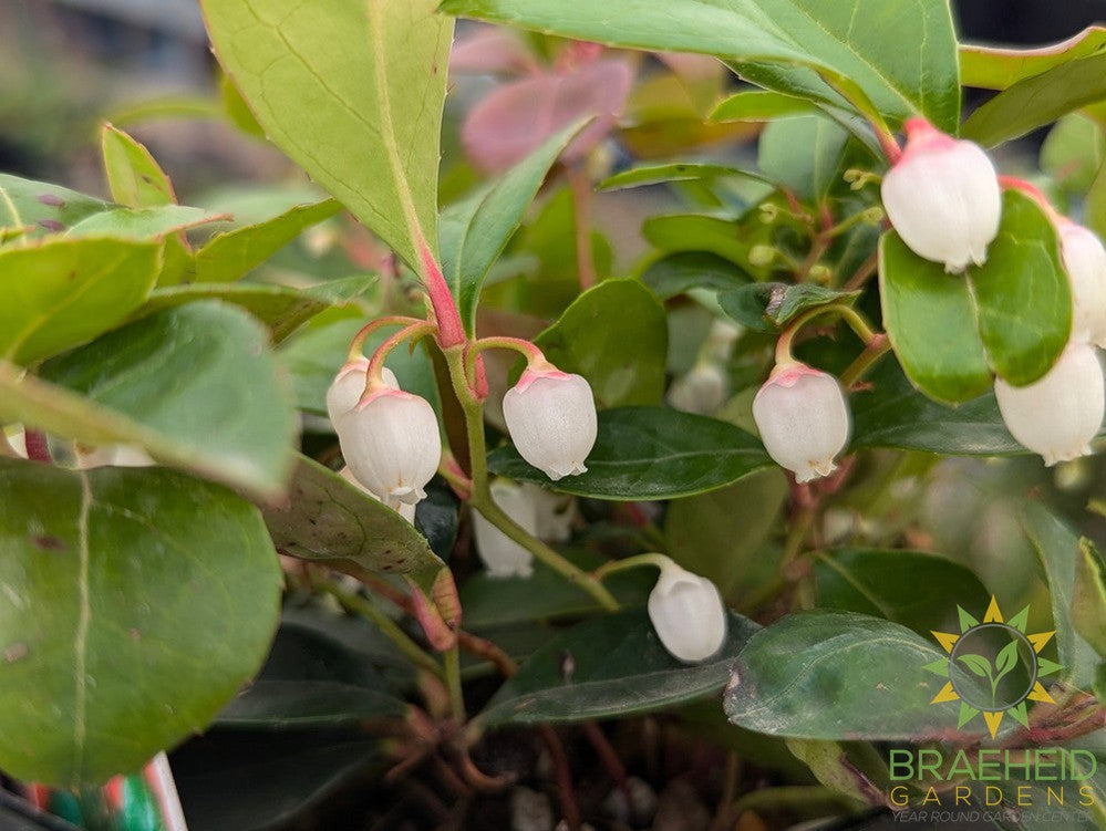 Winter Berry Gaultheria Procumbens