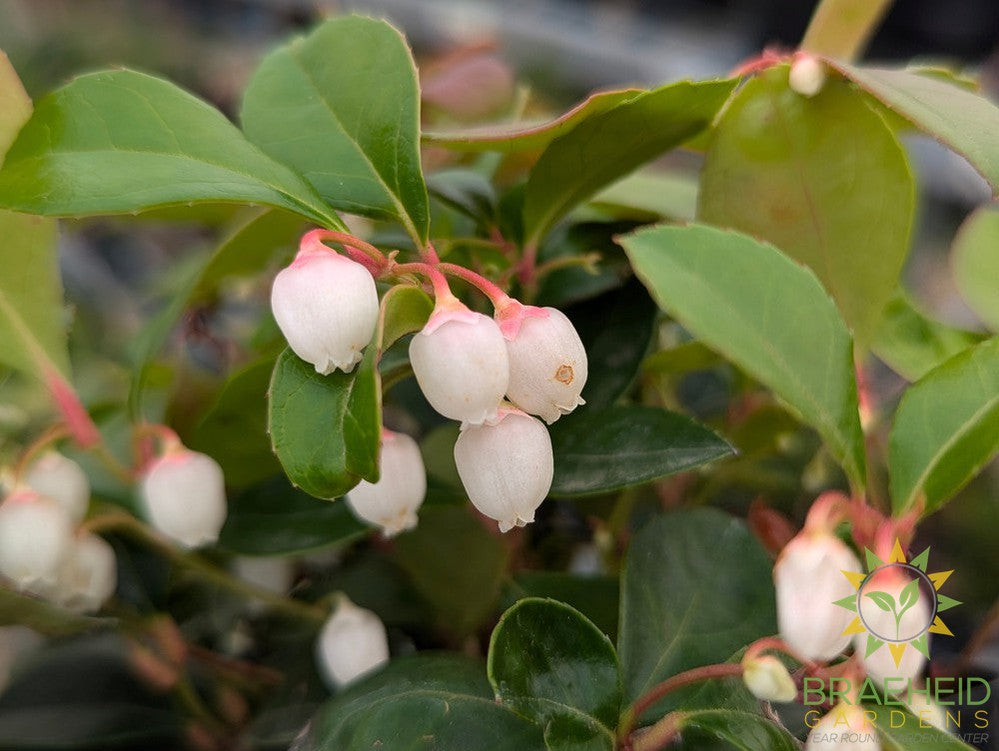 Winter Berry Gaultheria Procumbens