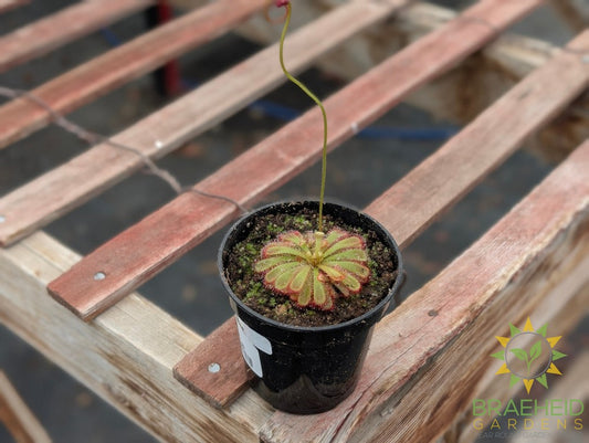 Sundew - Drosera Aliciae