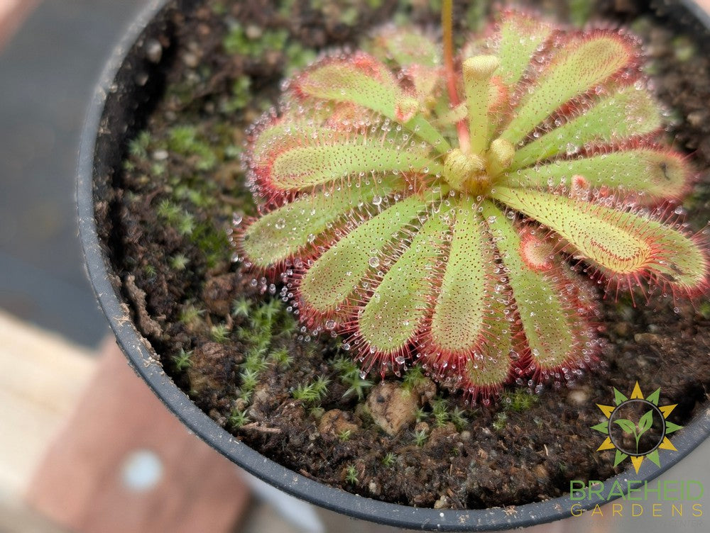 Sundew - Drosera Aliciae