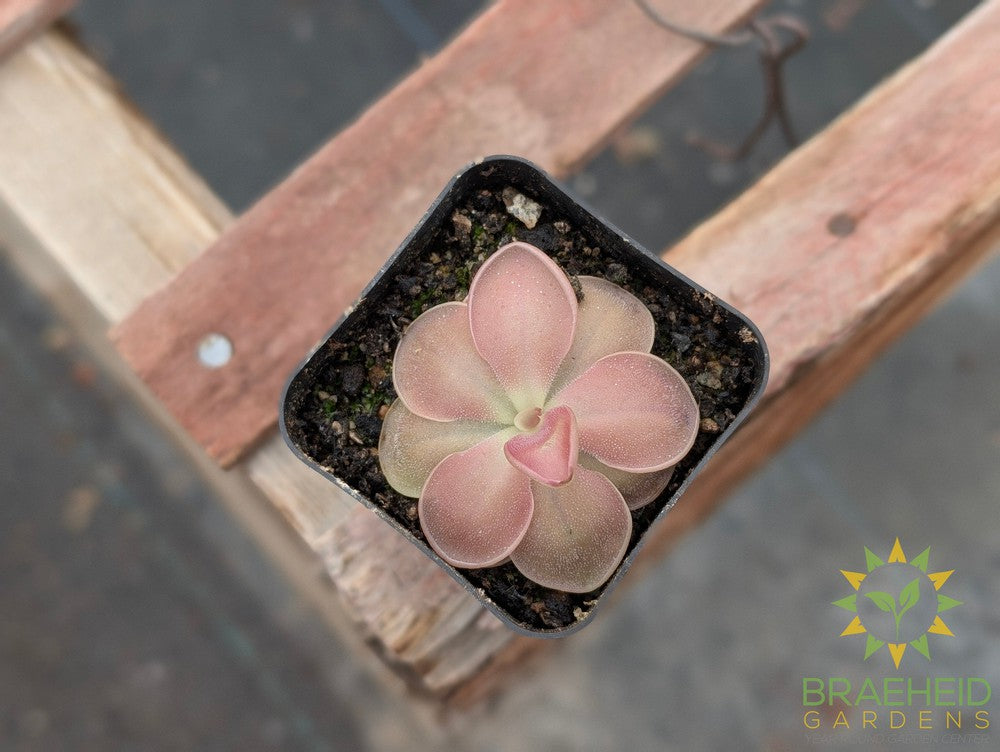 Mexican Butterwort Weser