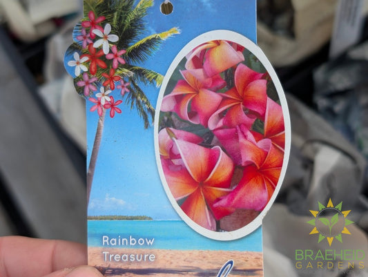 Plumeria Rainbow Treasure