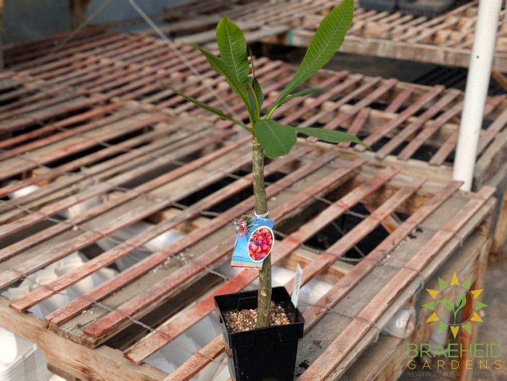 Plumeria Rainbow Treasure