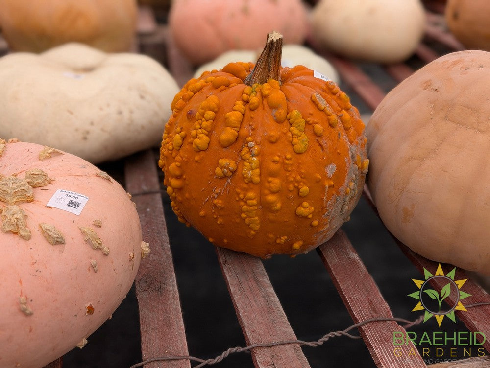 Specialty Pumpkins - NO SHIP -