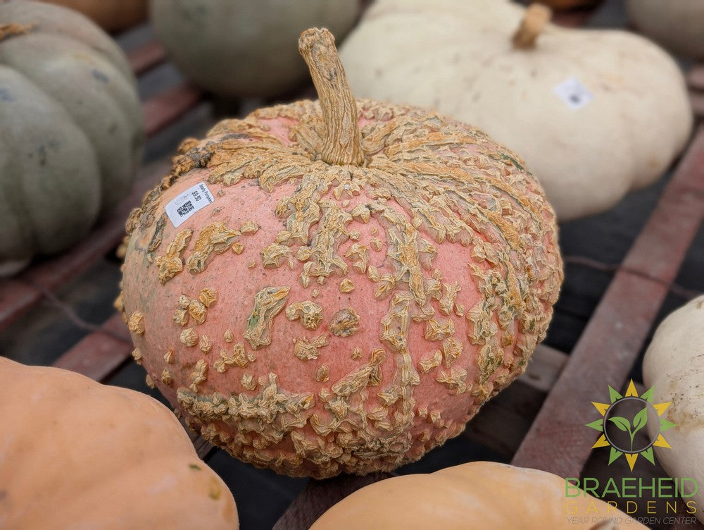 Specialty Pumpkins - NO SHIP -