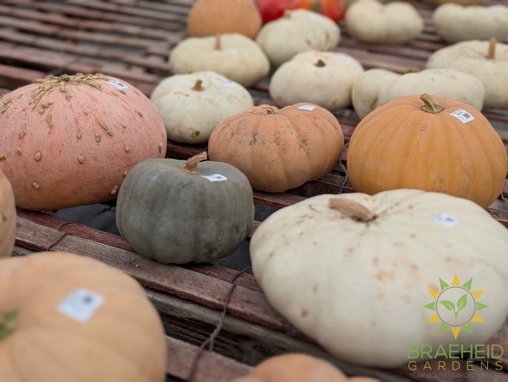 Specialty Pumpkins - NO SHIP -