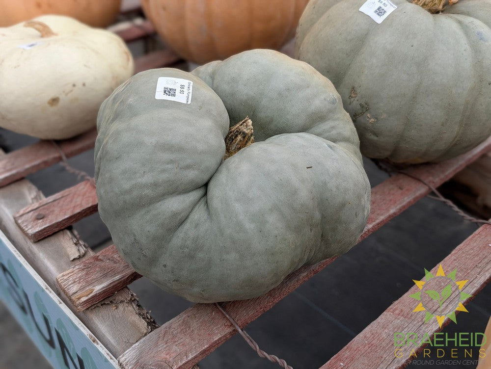 Specialty Pumpkins - NO SHIP -