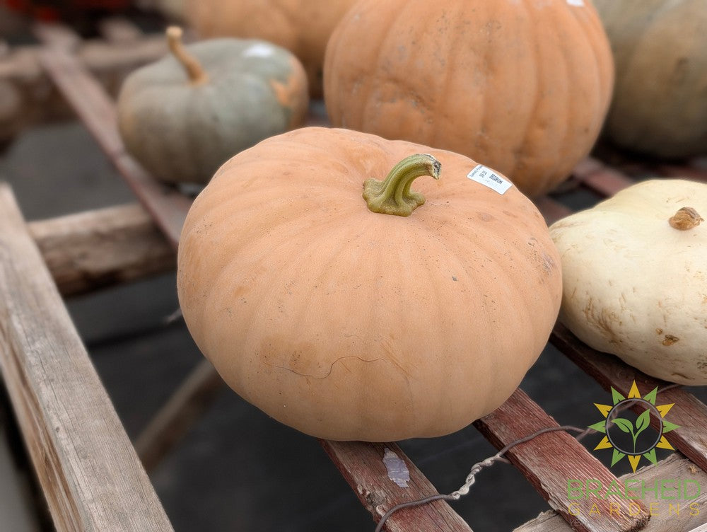 Specialty Pumpkins - NO SHIP -