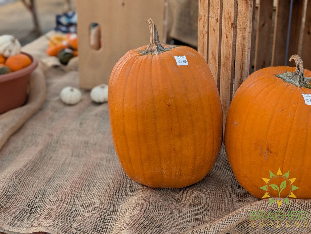 Orange Carving Pumpkin