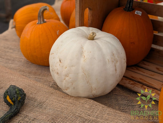 White Carving Pumpkin - NO SHIP