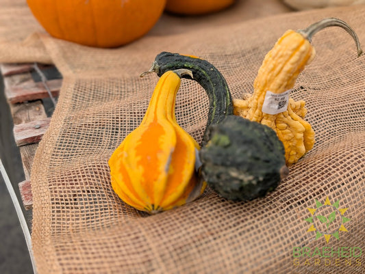 Mini Gourds - NO SHIP