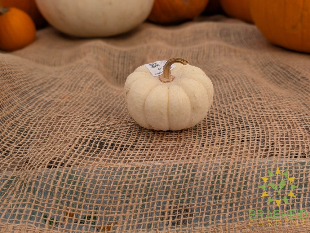 Mini Flat Pumpkins - NO SHIP -