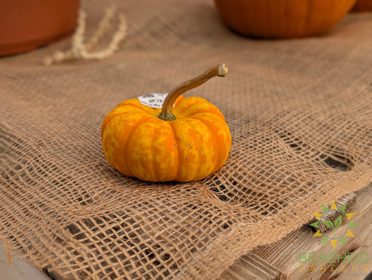 Mini Flat Pumpkins - NO SHIP -