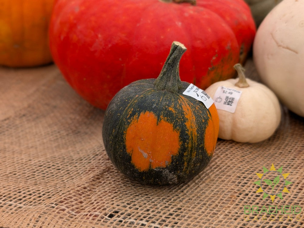 Batwing Mini Pumpkin - NO SHIP