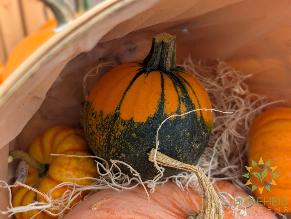 Batwing Mini Pumpkin - NO SHIP