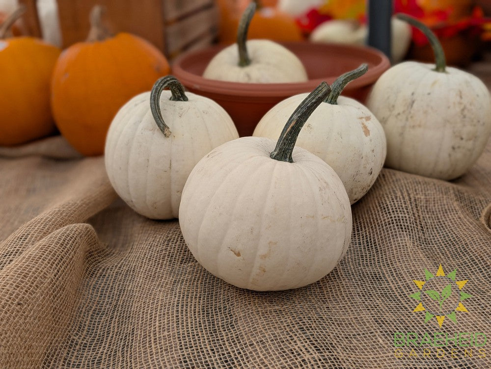 School House White Pumpkin - NO SHIP