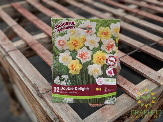 Fall Colorful Companions - Double Delights Daffodil