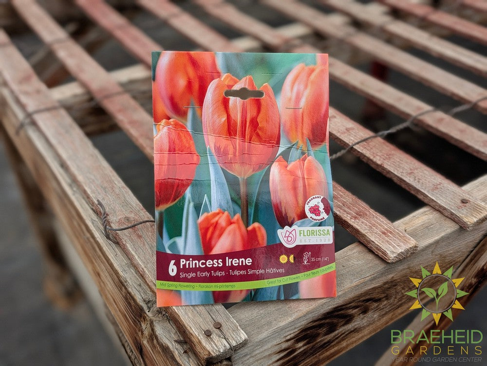 Princess Irene Tulip Fall Bulb