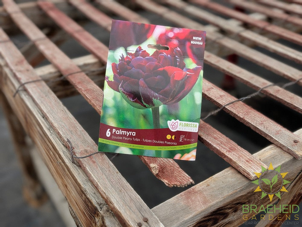 Shorna Bulb Packet Tulip Palmyra Fall Bulb – Braeheid Gardens Ltd.
