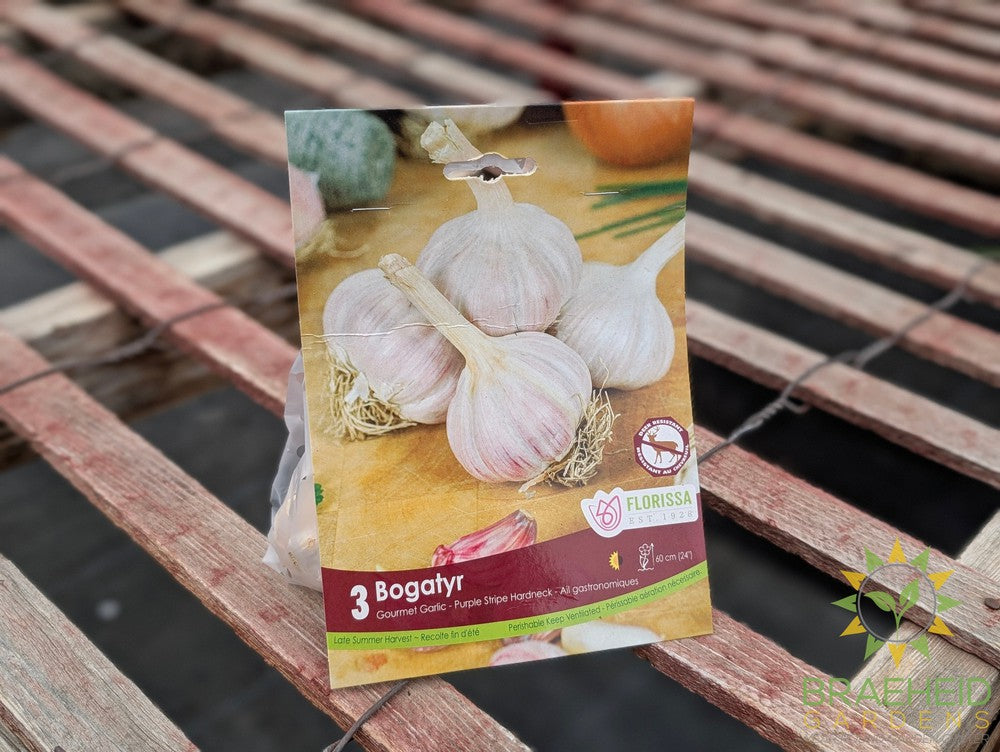 Bogatyr Garlic Bulb