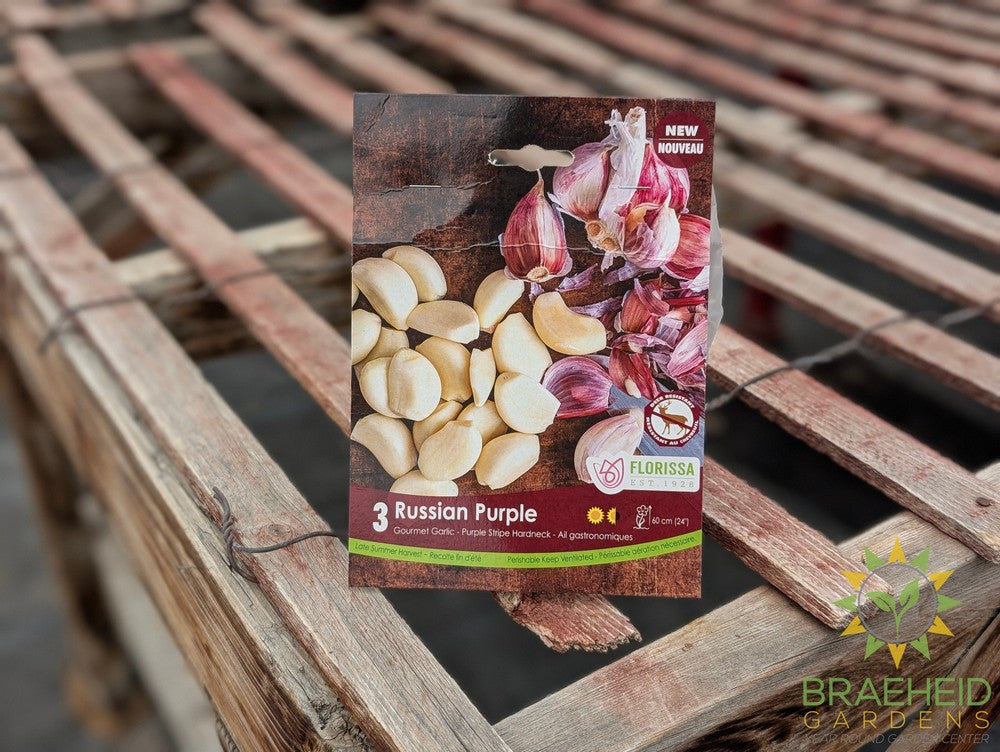 Garlic Russian Purple Tops – Braeheid Gardens Ltd.
