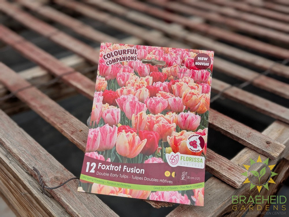 Fall Colorful Companions - Foxtrot Fusion Double Tulip