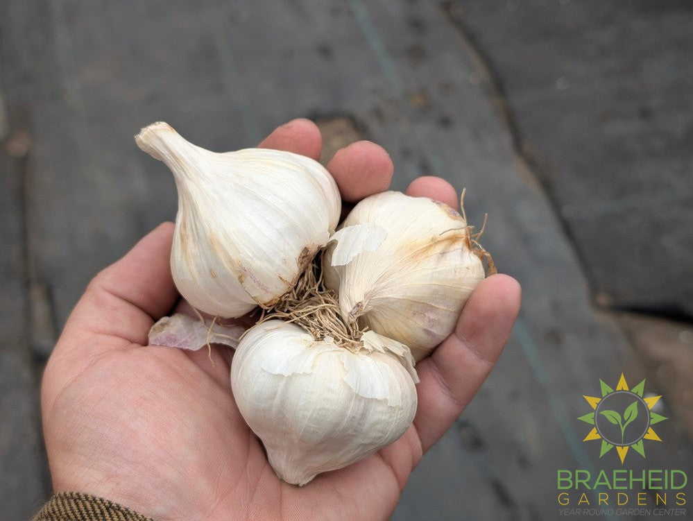 Garlic Bulbs Bulk