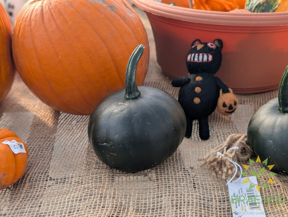 Black Bear Pumpkins - NO SHIP -