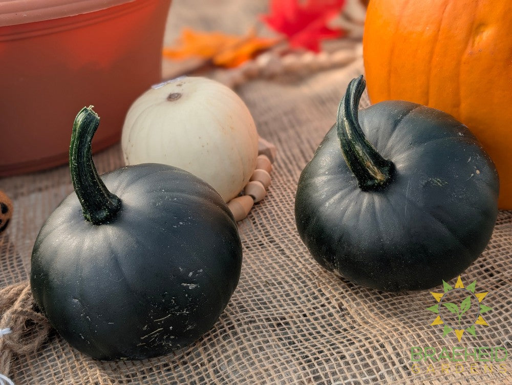 Black Bear Pumpkins - NO SHIP -