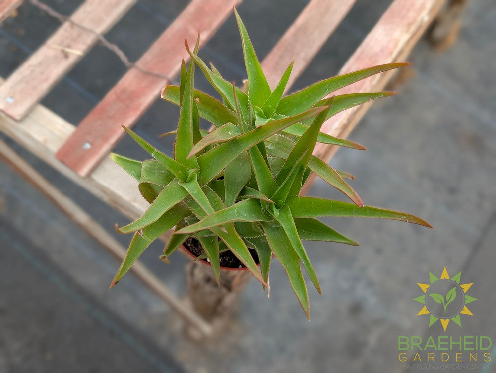 Climbing Aloe