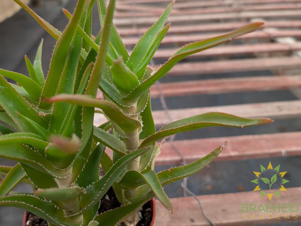 Climbing Aloe