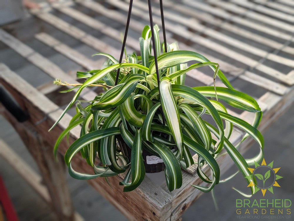 Curly spider plant Hanging Basket