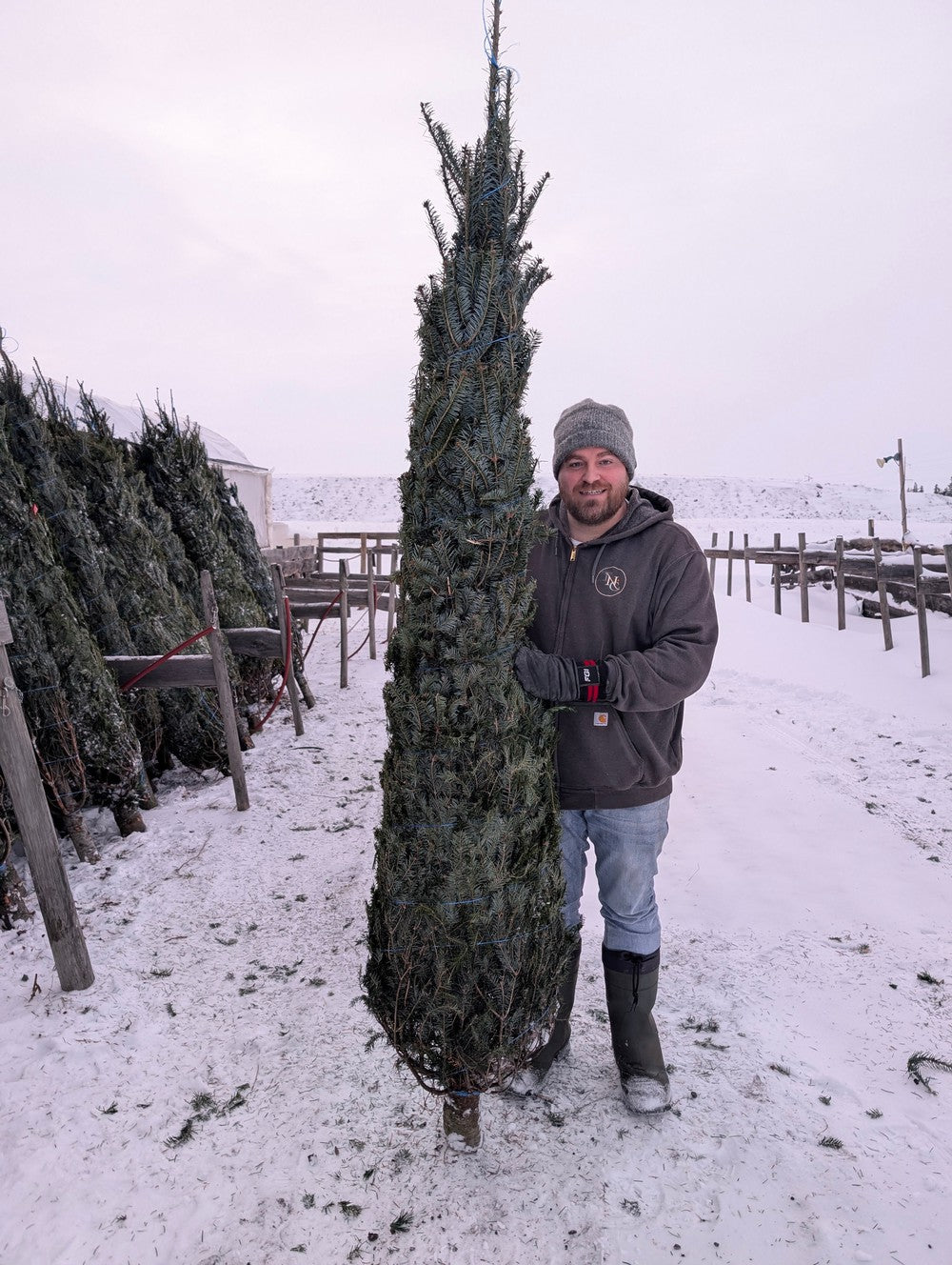 Balsam Fir Christmas Tree