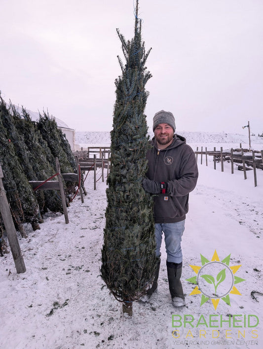 Balsam Fir Christmas Tree