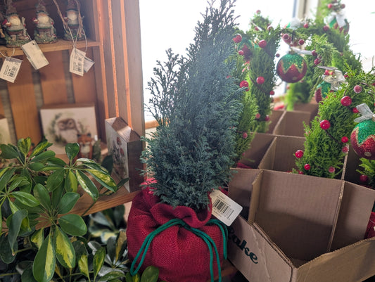 Cypress w/ Santa Bag