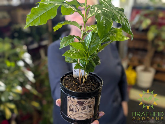 Coffee Plant w/ Daily Grind Tin