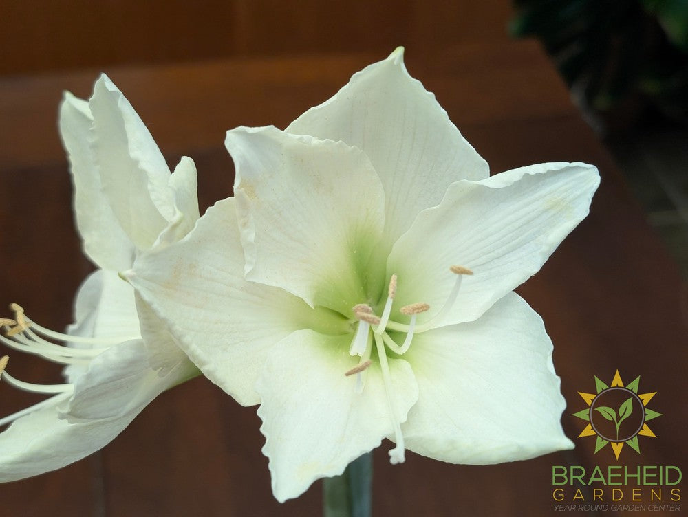 Amaryllis Bulb Gift Box - NO SHIP -