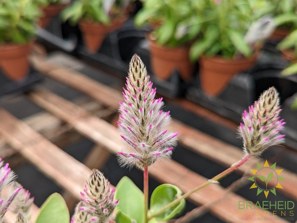 Ptilotus pink -NO SHIP-