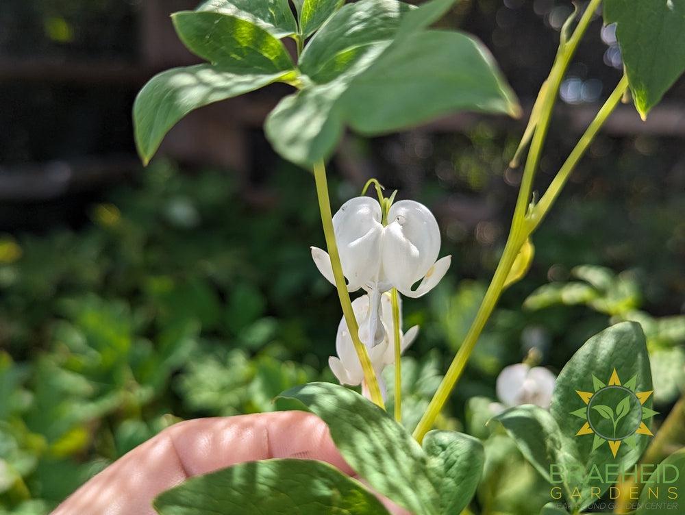 Old Fashioned white Bleeding Heart