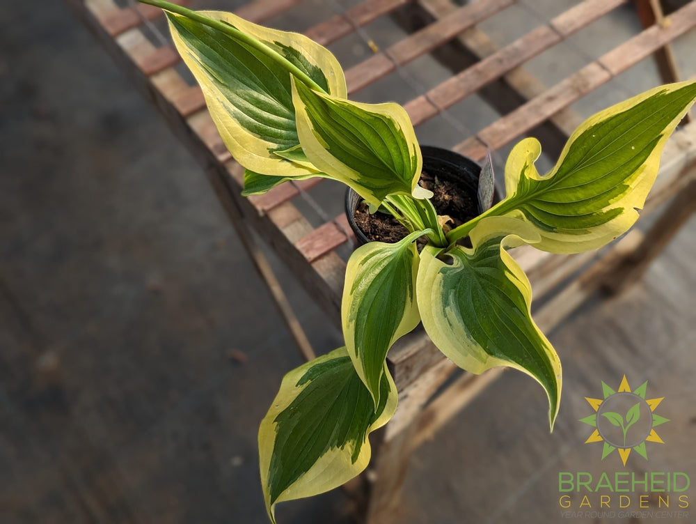 Hosta 'Victory' -NO SHIP -