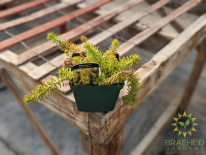 Sedum Prima Angelina - NO SHIP -