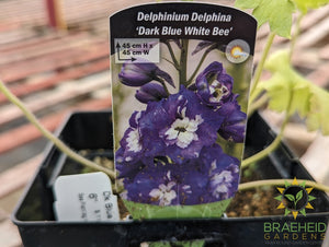 Dark Blue White Bee Delphinium