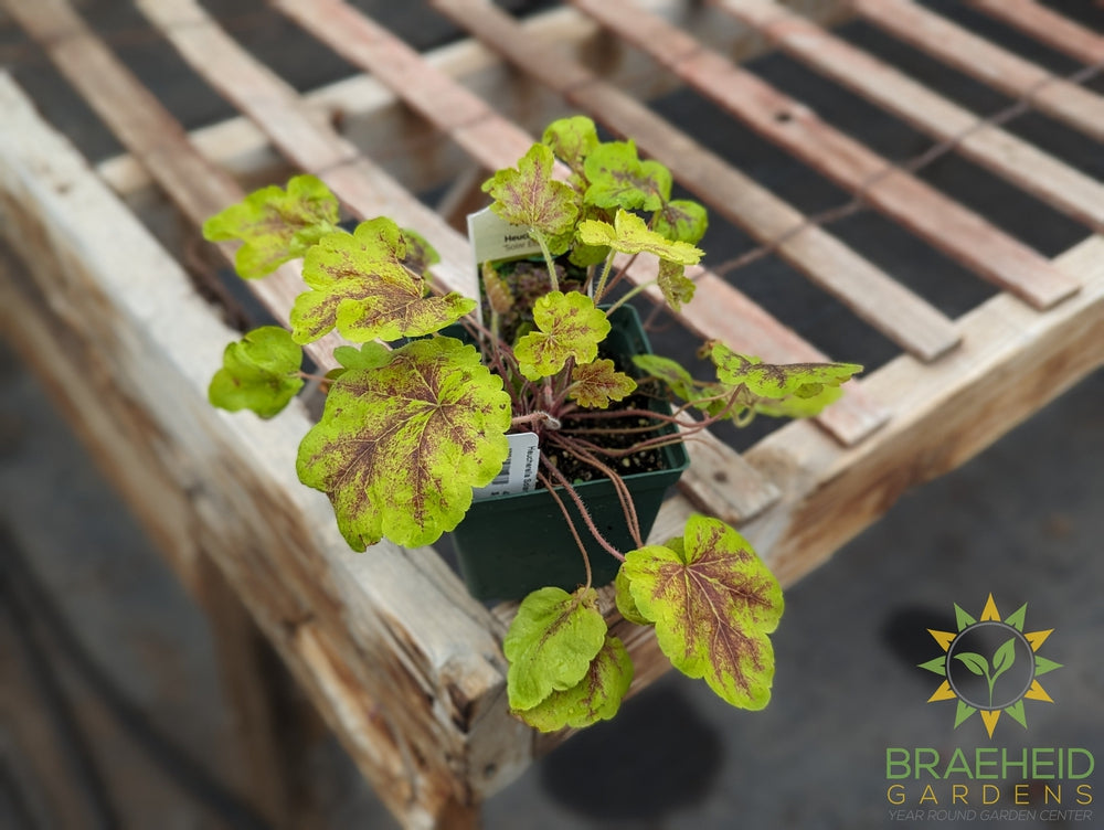 Heucherella Solar Eclipse - NO SHIP -